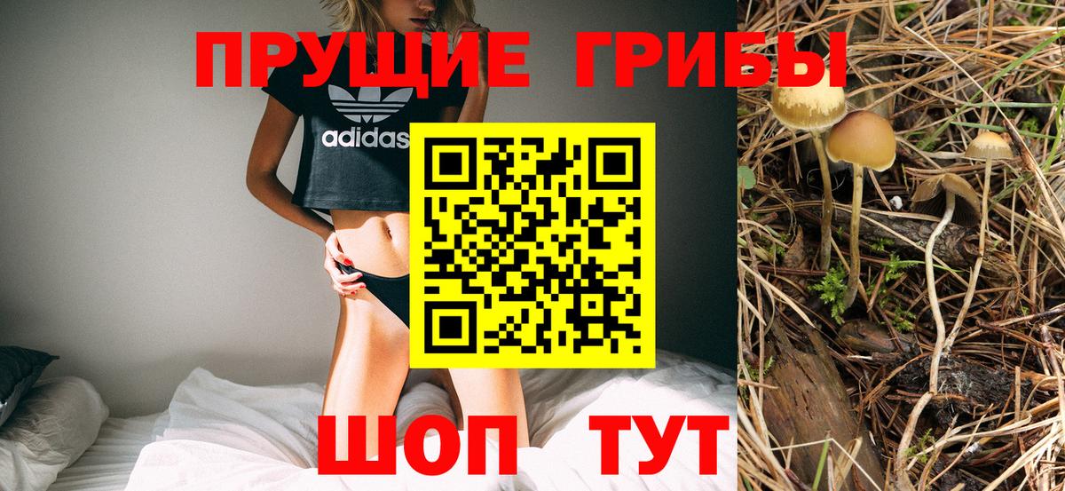 Галлюциногенные грибы Psilocybe Горно-Алтайск