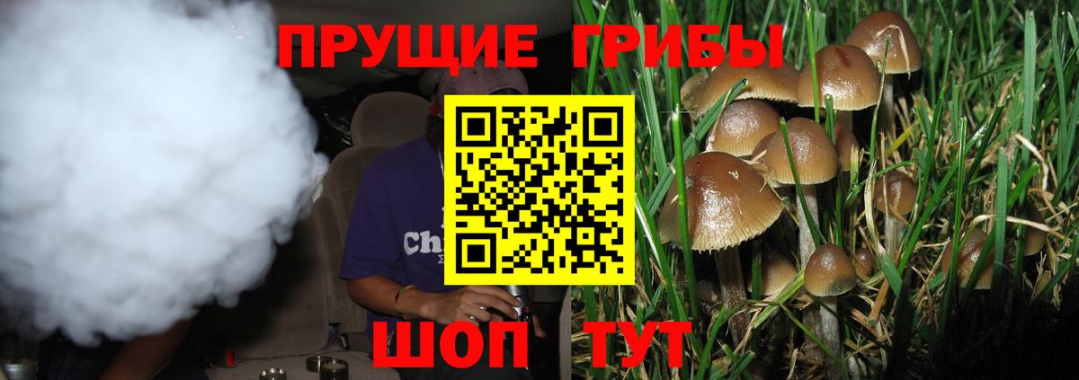 где найти   Псилоцибиновые грибы ЛСД  Вход с VPN  Горно-Алтайск 